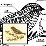 Klöppelbrief Goldhähnchen 