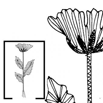 Klöppelbrief Kornblume 