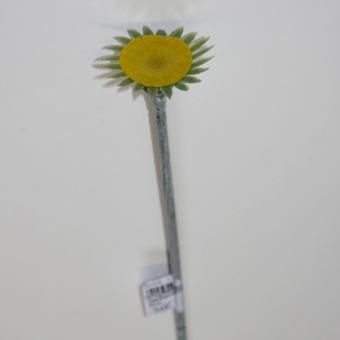 Blumenstiel Gerbera 