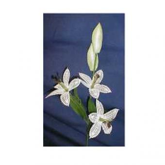 Flower Stalk Lily 